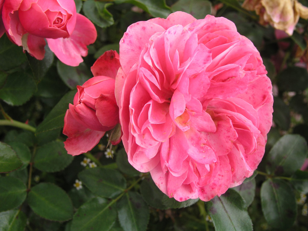 růže Leonardo da Vinci