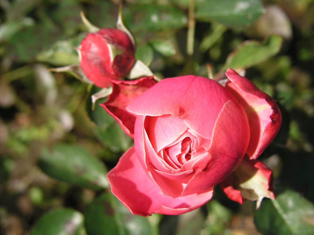 růže Leonardo da Vinci