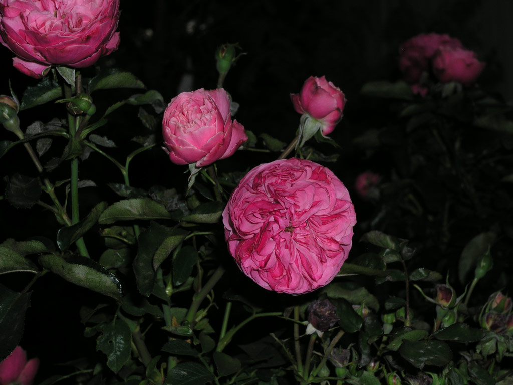 růže Leonardo da Vinci