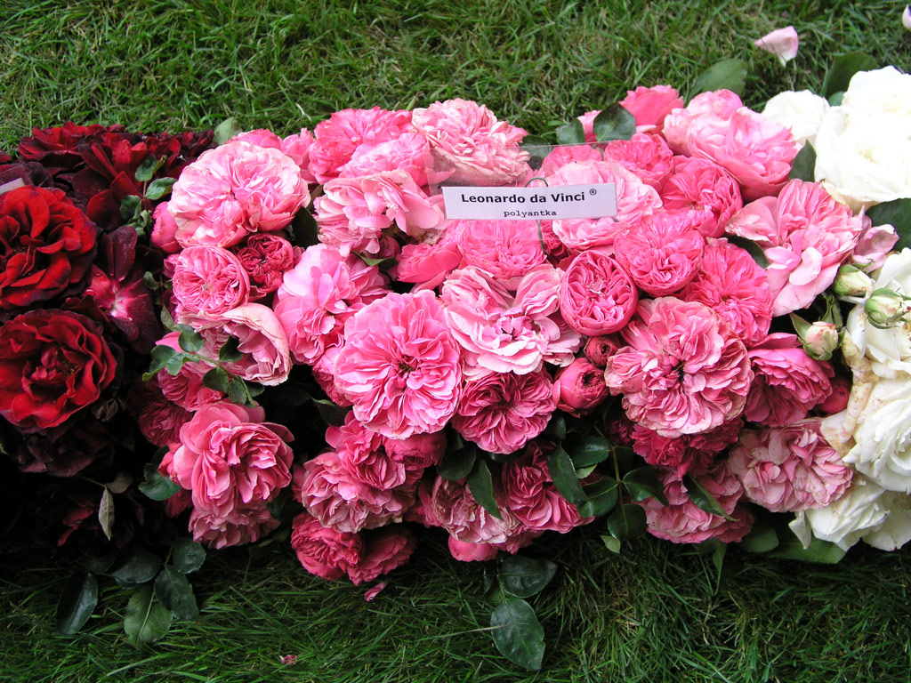 růže Leonardo da Vinci