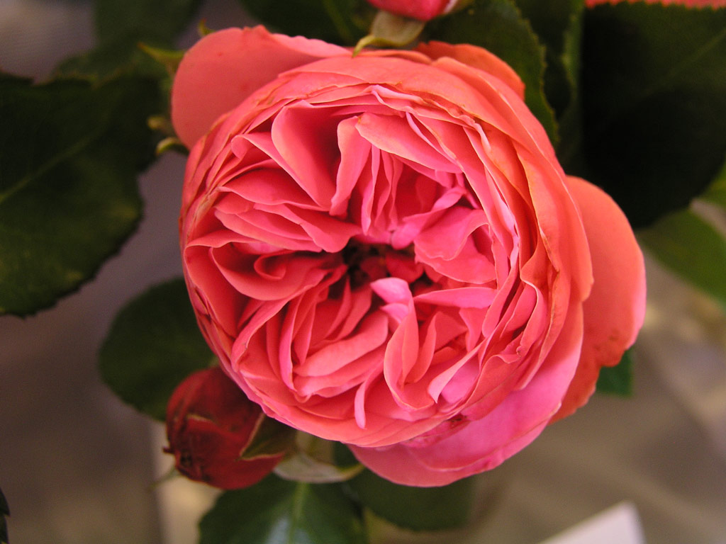 růže Leonardo da Vinci