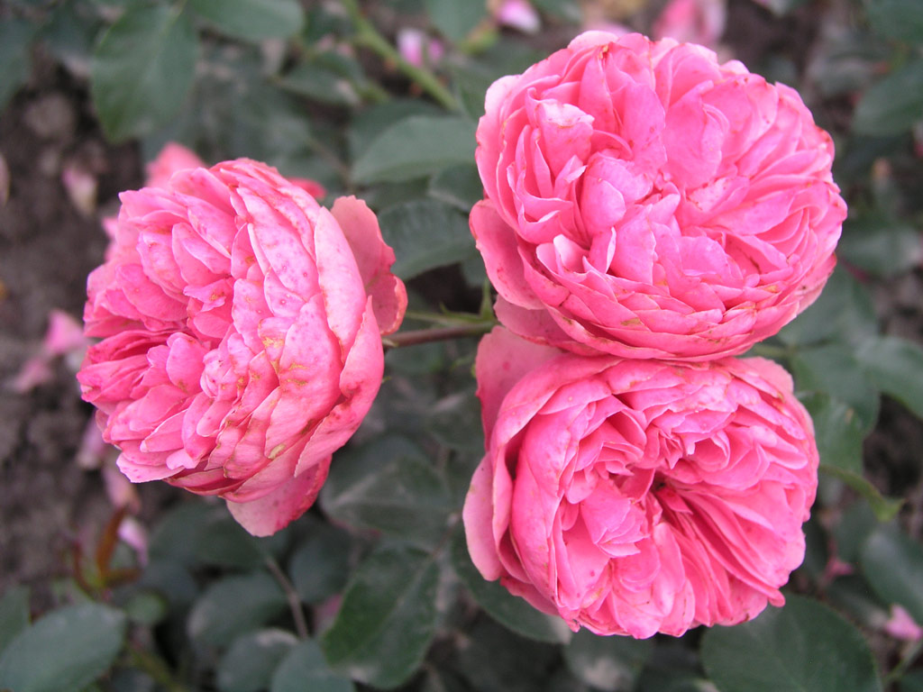 růže Leonardo da Vinci