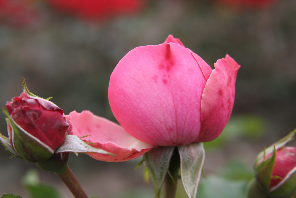 růže Leonardo da Vinci