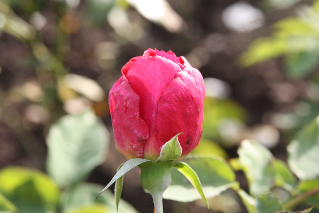 růže Lonce Colombier