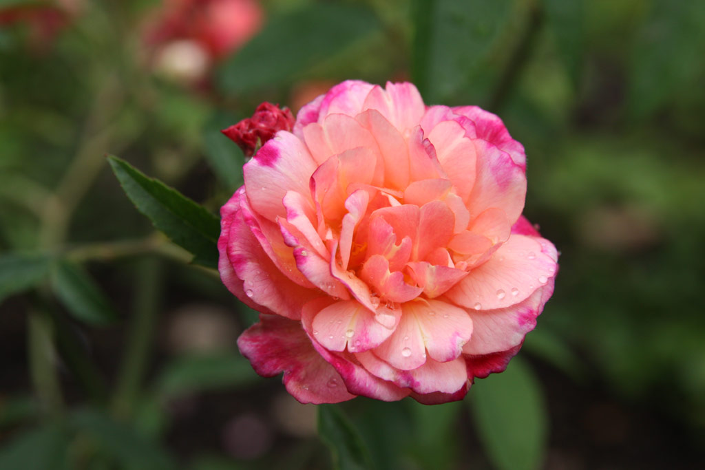 růže Leonie Lamesch