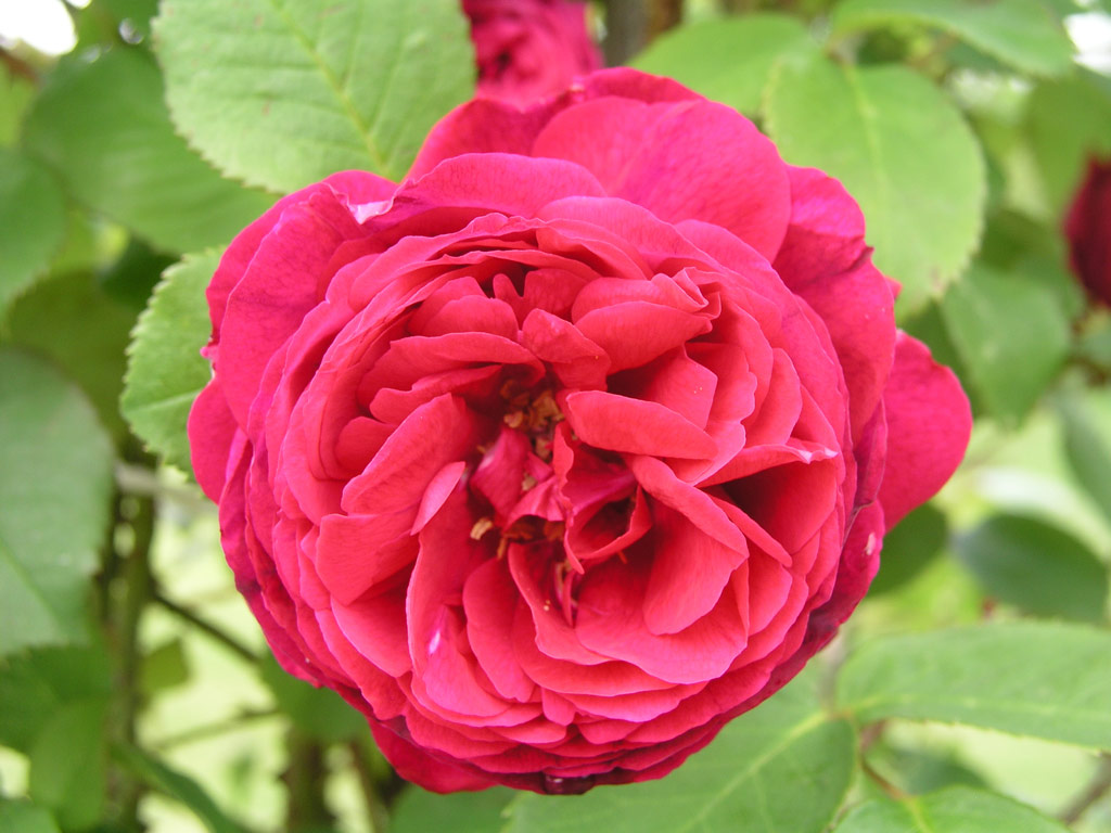 růže Leopold Ritter