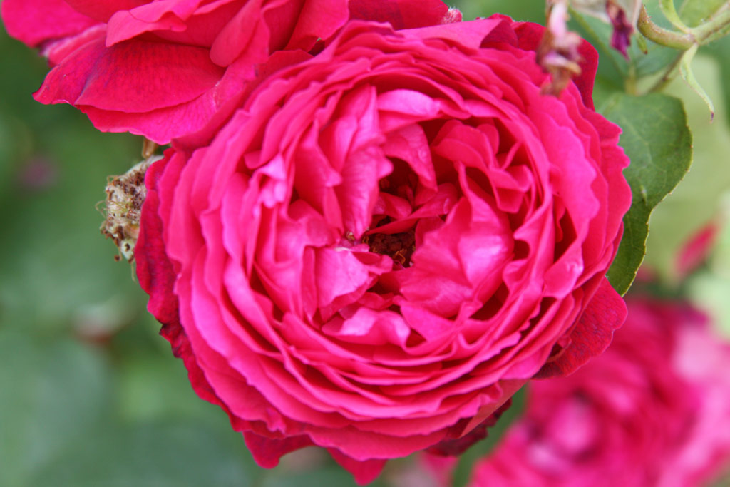 růže Leopold Ritter