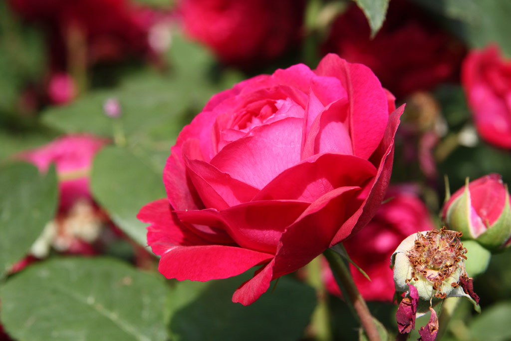 růže Leopold Ritter