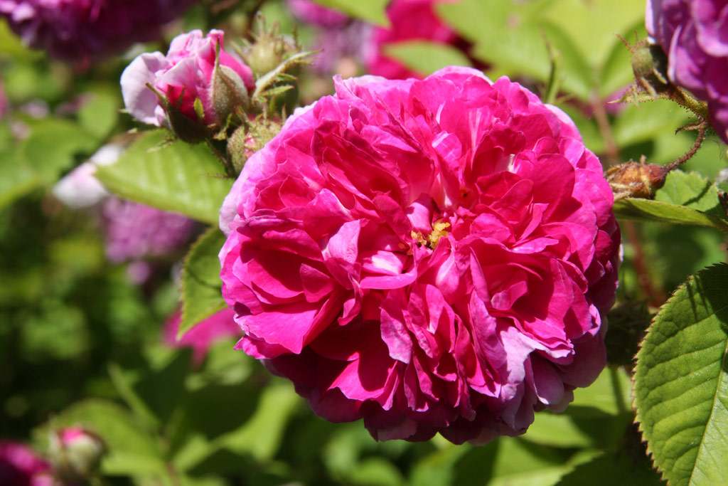 růže Leopold Ritter