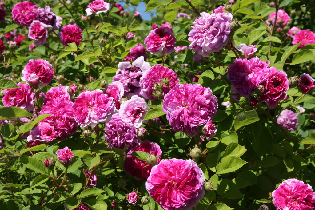 růže Leopold Ritter