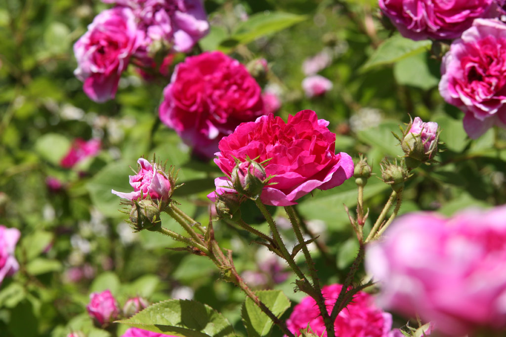 růže Leopold Ritter