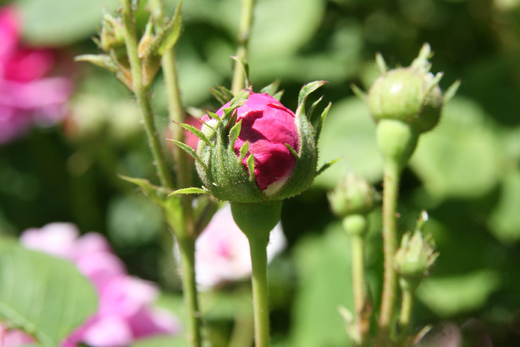 růže Leopold Ritter