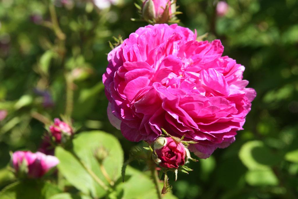 růže Leopold Ritter