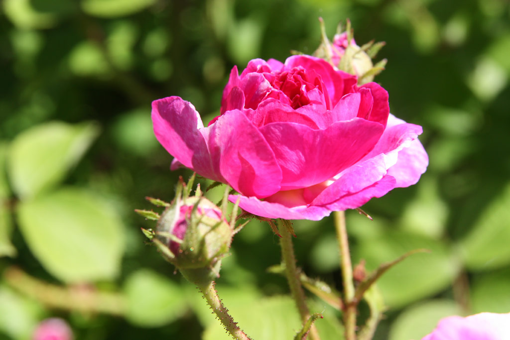 růže Leopold Ritter