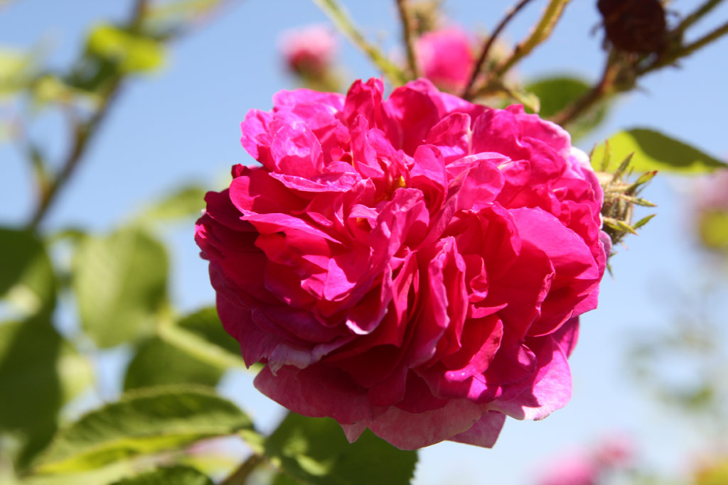 růže Leopold Ritter