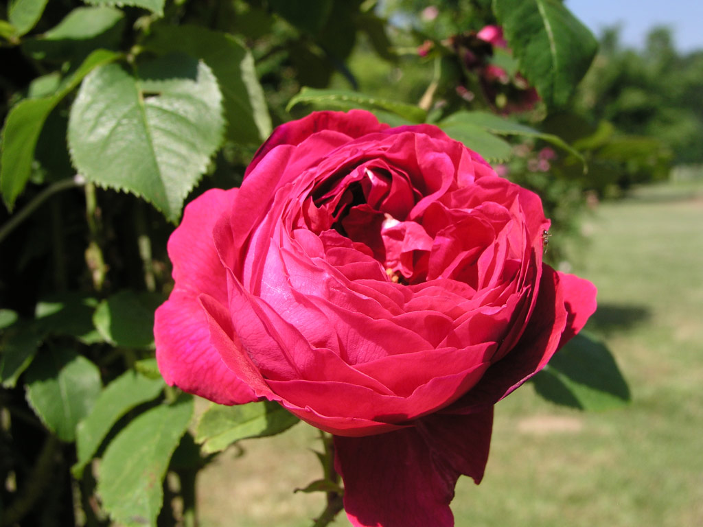 růže Leopold Ritter