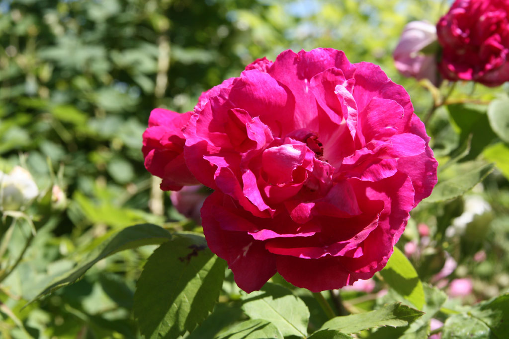 růže Leopold Ritter