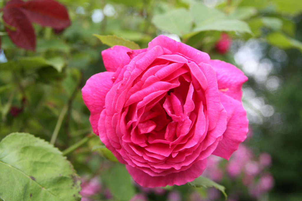 růže Leopold Ritter