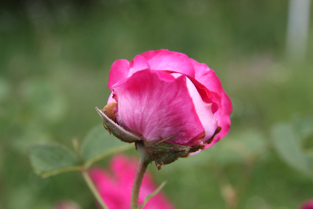 růže Leopold Ritter