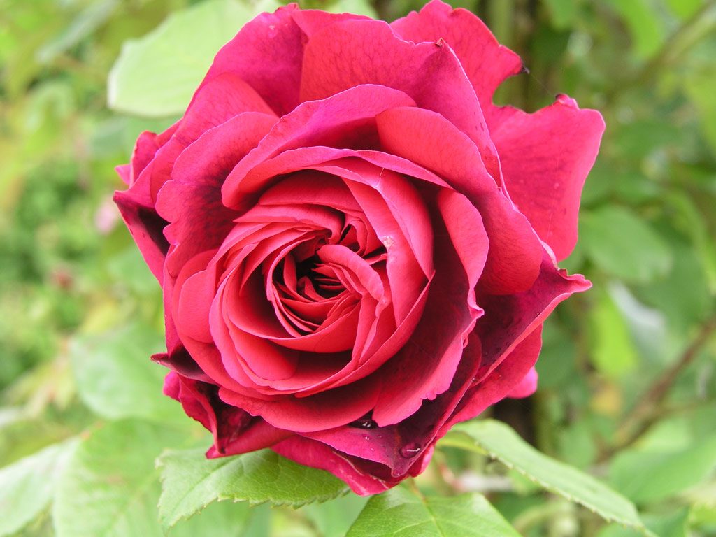 růže Leopold Ritter