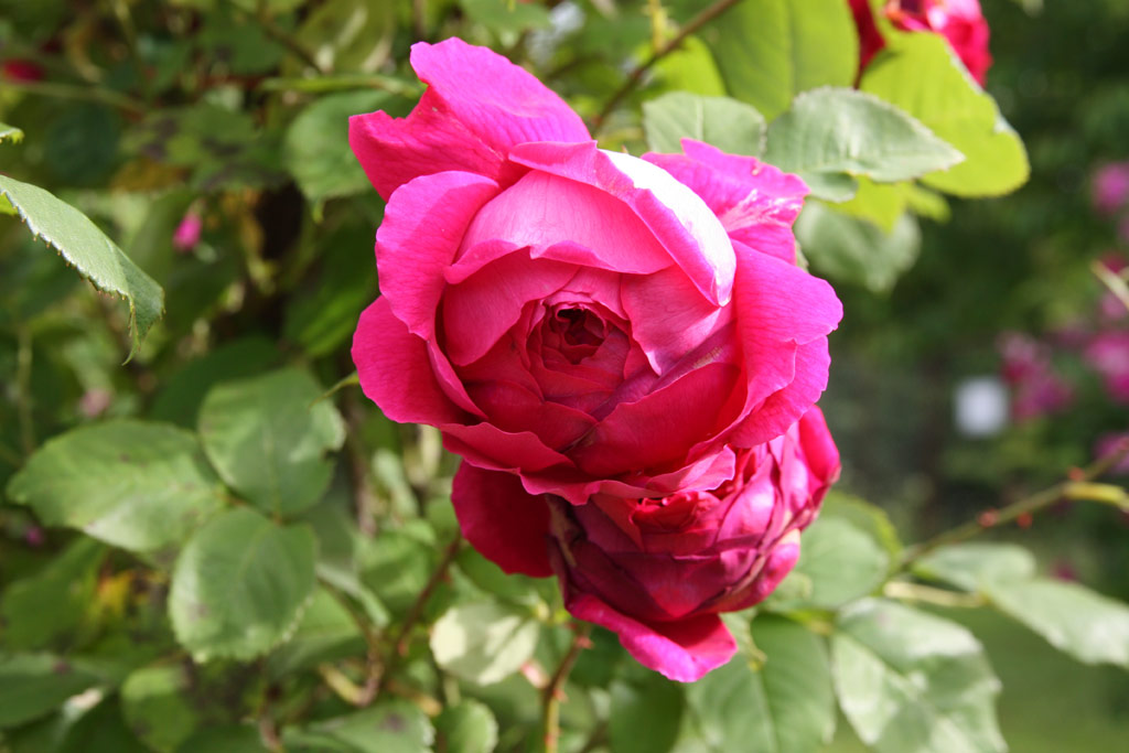 růže Leopold Ritter