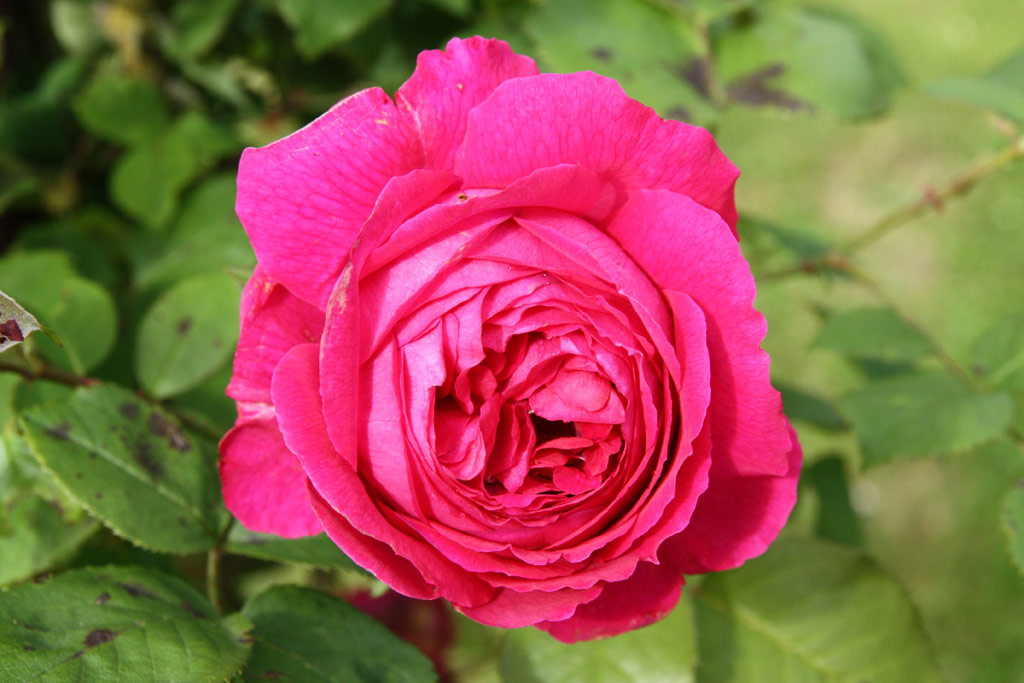 růže Leopold Ritter