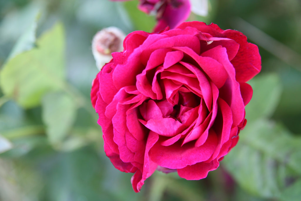 růže Leopold Ritter