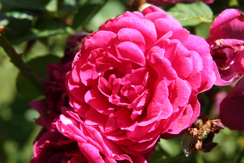 růže Leopold Ritter