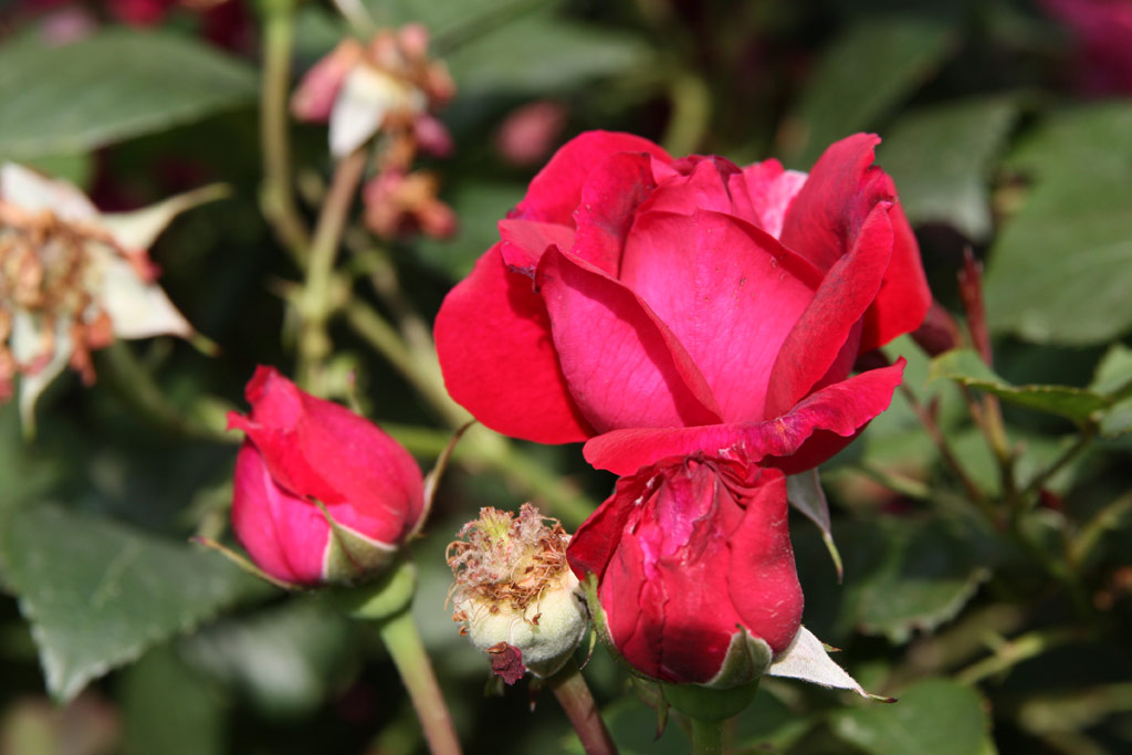 růže Leopold Ritter