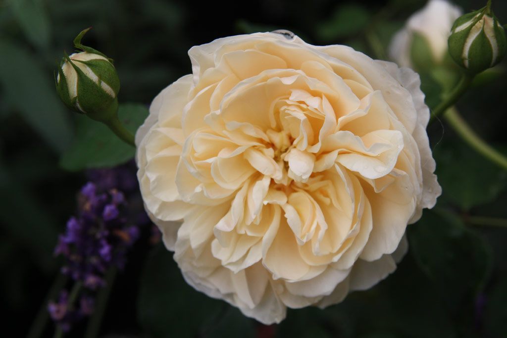 růže Lichfield Angel