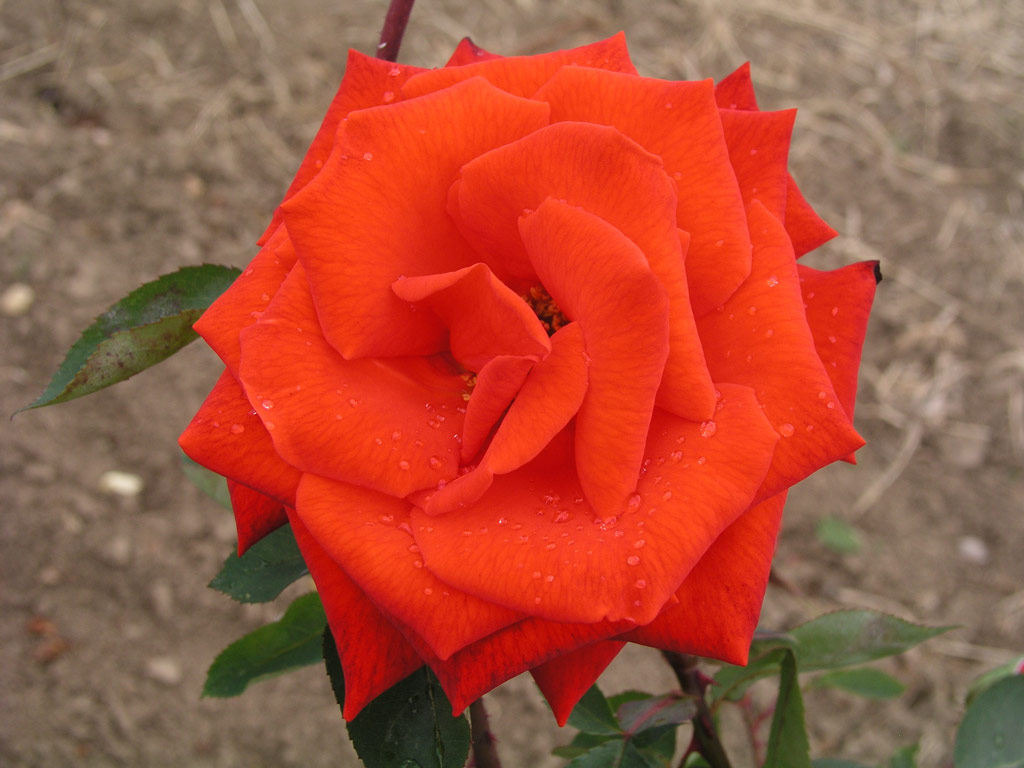 růže Lidka