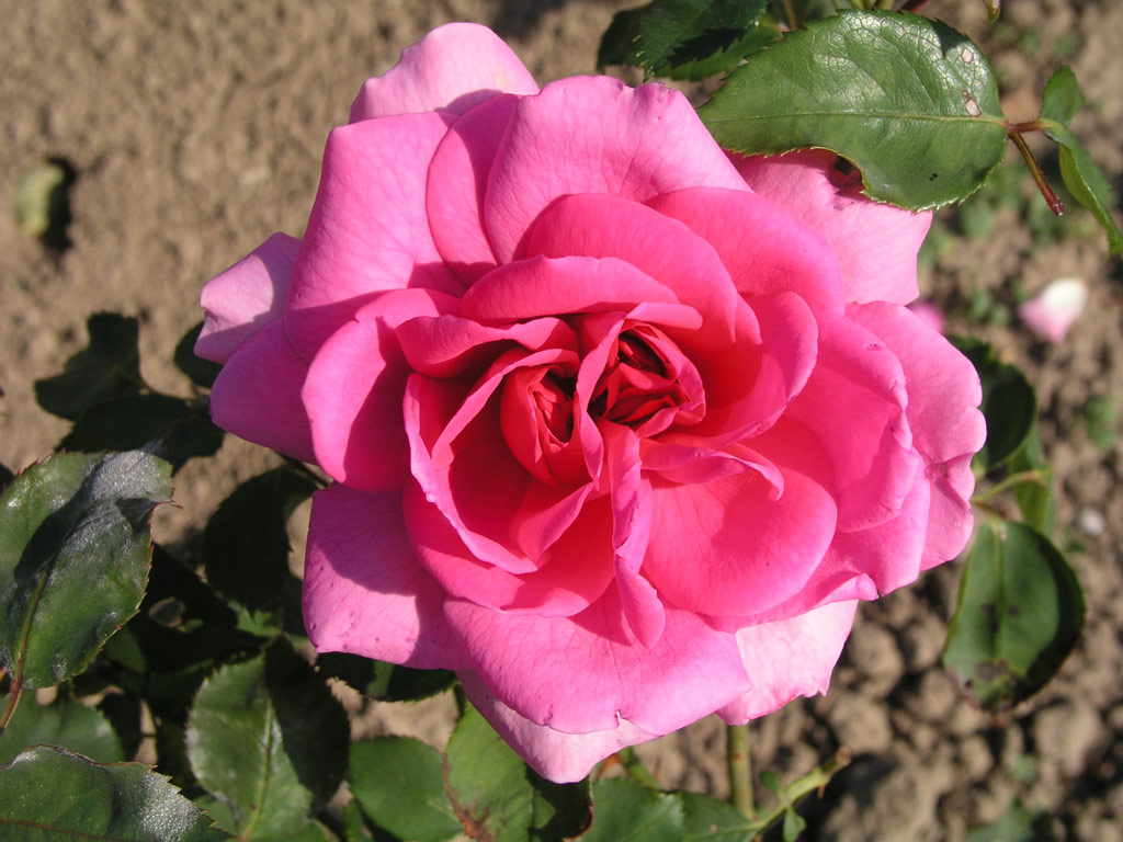 růže Lieutenant Chaure