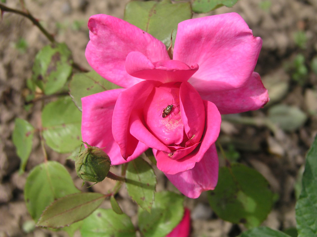 růže Lieutenant Chaure