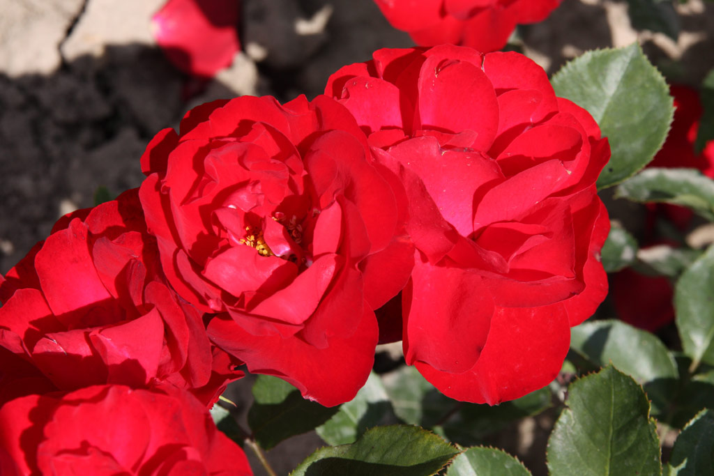 růže Lilli Marleen