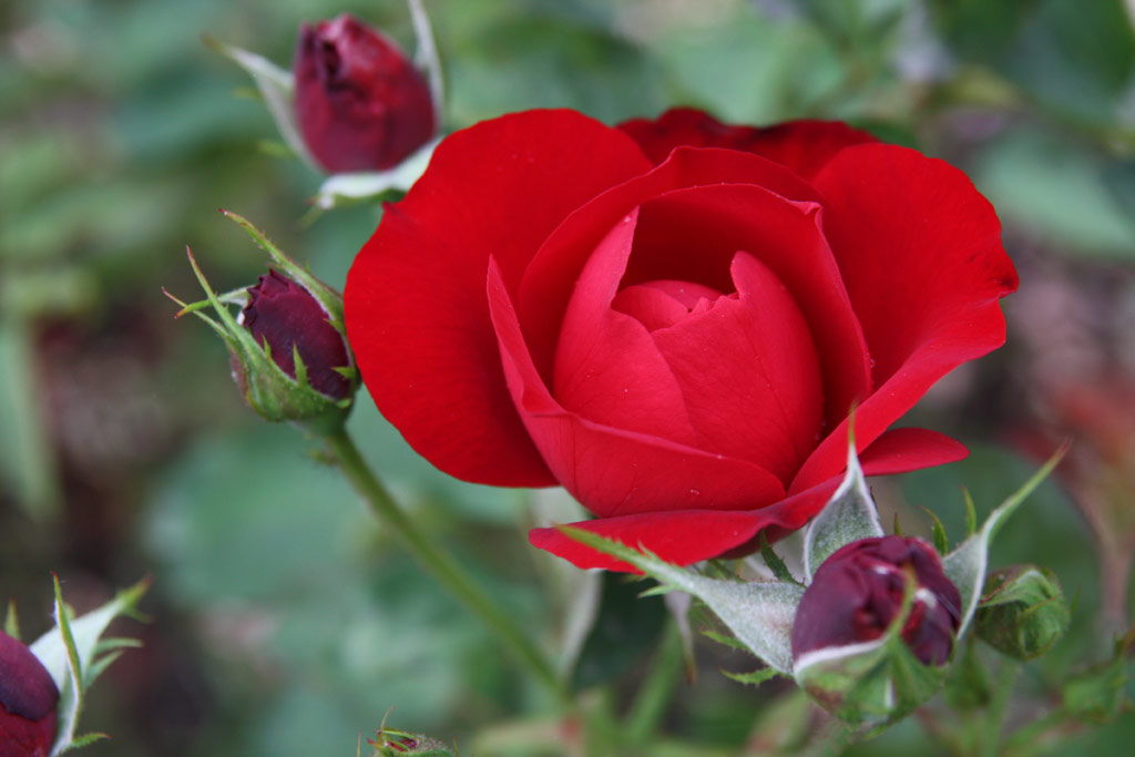 růže Lilli Marleen