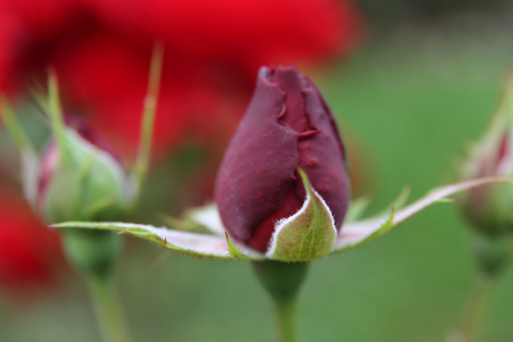 růže Lilli Marleen