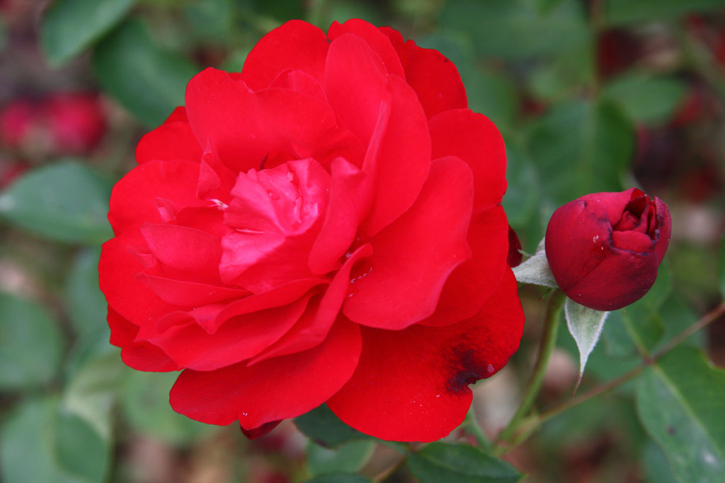 růže Lilli Marleen