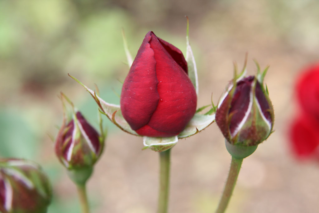 růže Lilli Marleen