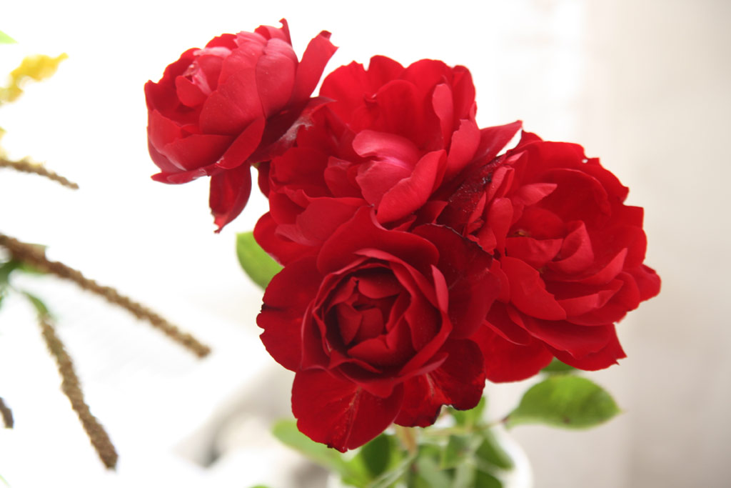 růže Lilli Marleen