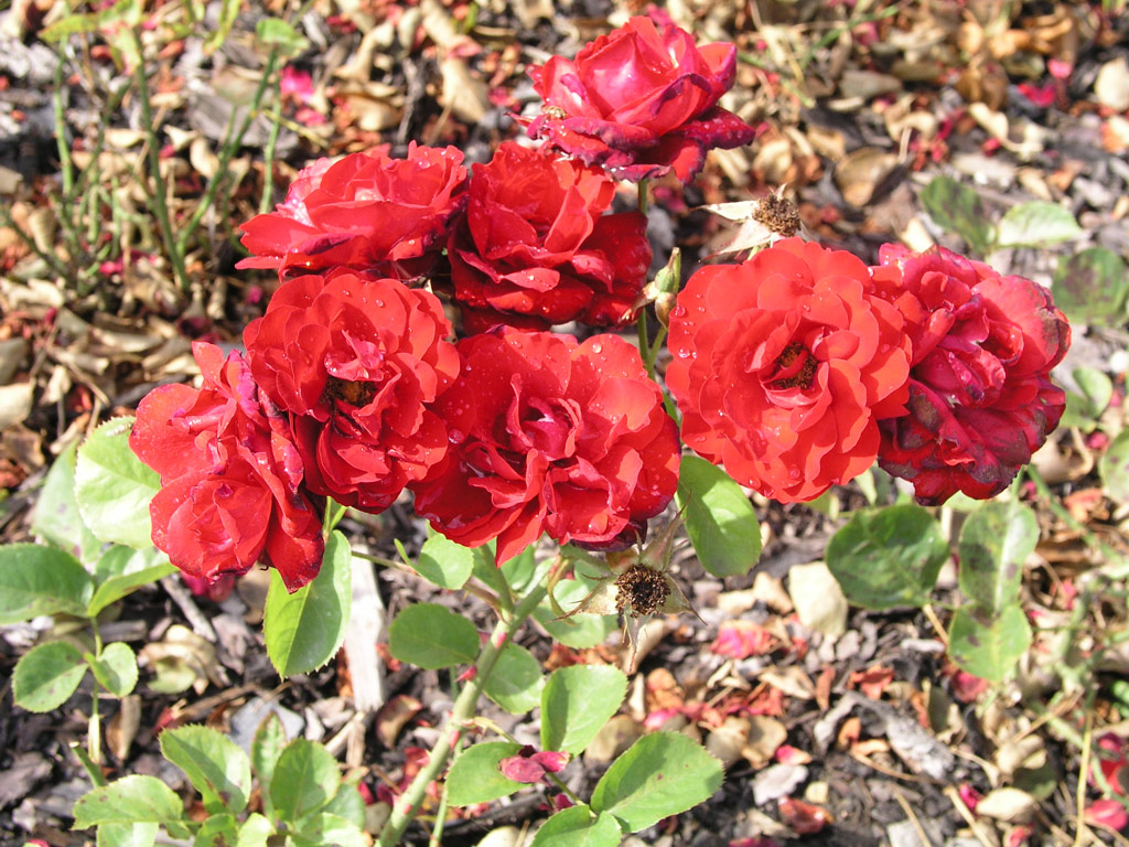 růže Lilli Marleen