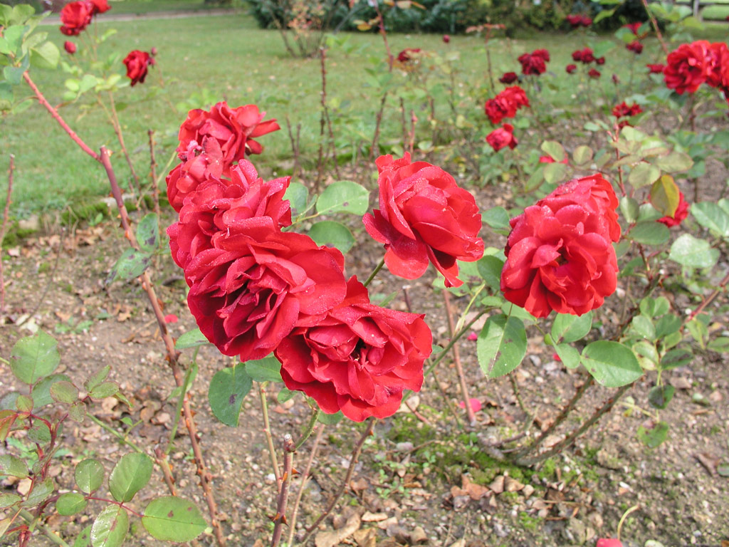 růže Lilli Marleen