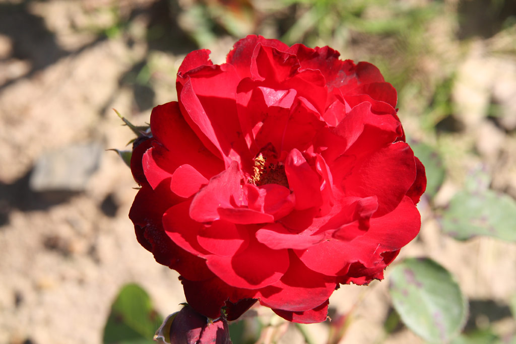 růže Lilli Marleen