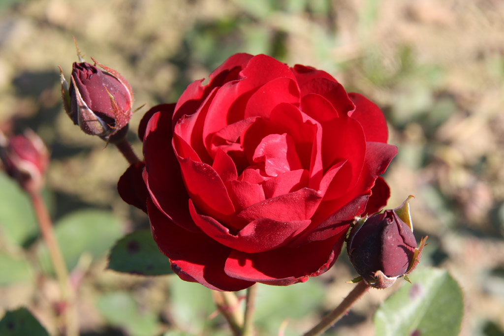 růže Lilli Marleen