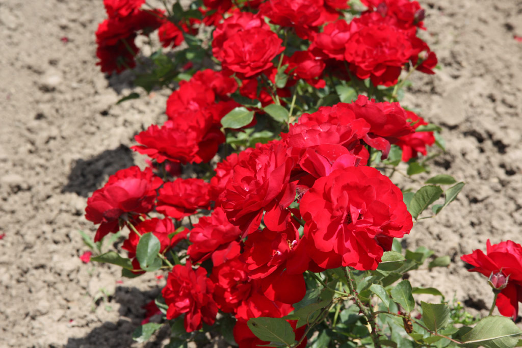 růže Lilli Marleen