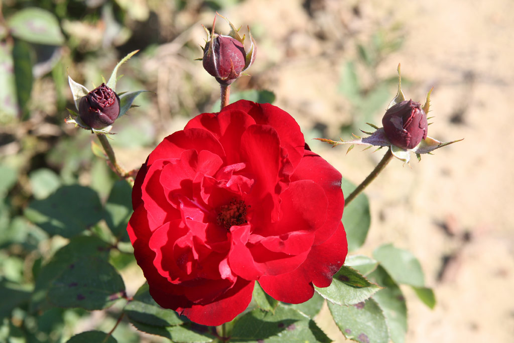 růže Lilli Marleen