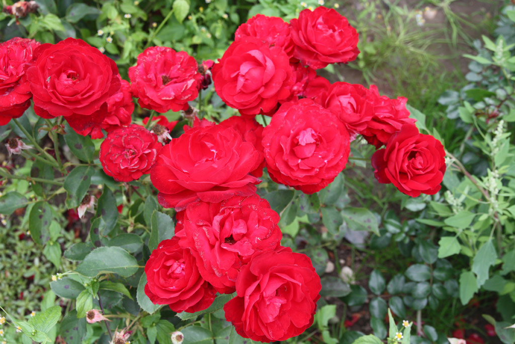 růže Lilli Marleen