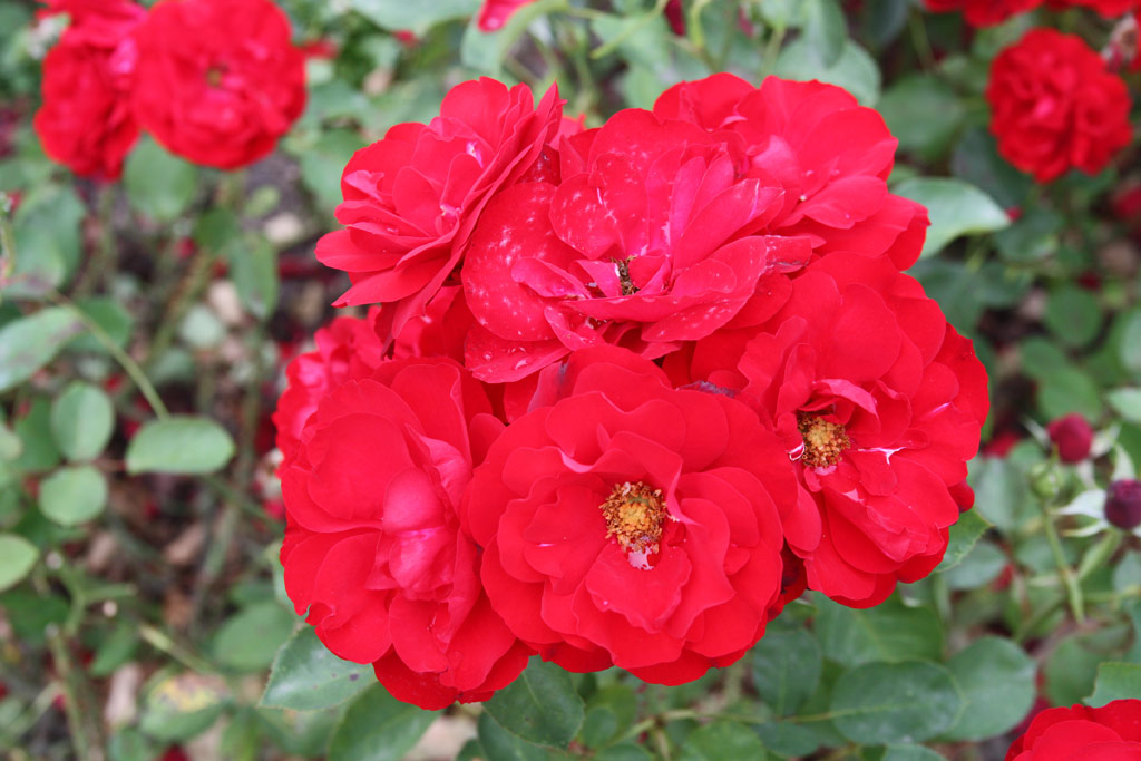 růže Lilli Marleen