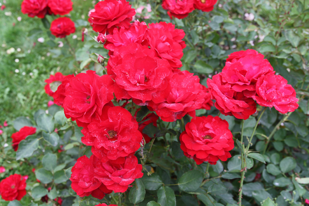 růže Lilli Marleen