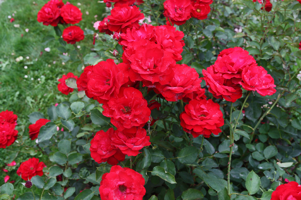 růže Lilli Marleen