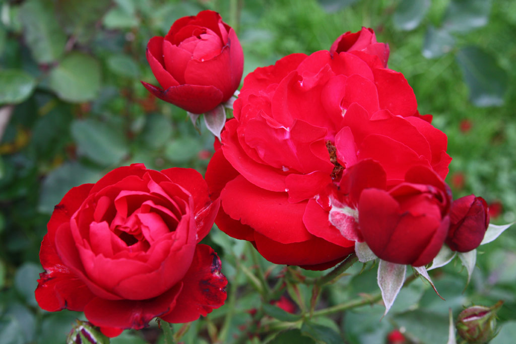 růže Lilli Marleen